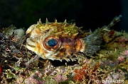 Cyclichthys orbicularis Poisson porc epic yeux bleu vert-Wakatobi Pasar wajo jetty-6m-20180602-Denis-ADER-DSC_3411_tn